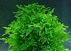 Big kahuna aquatics for sale  Delivered anywhere in USA 