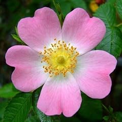 Rosa selvatica rosa usato  Spedito ovunque in Italia 