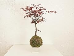 Kokedama acero palmato usato  Spedito ovunque in Italia 