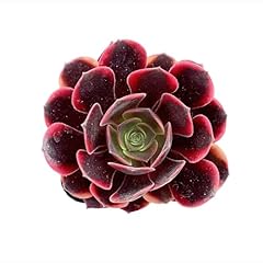 Sprout green aeonium for sale  Delivered anywhere in USA 