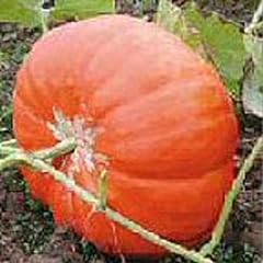 Cinderella pumpkins seeds for sale  Delivered anywhere in USA 