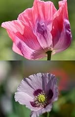 Poppy seeds flower for sale  Delivered anywhere in UK