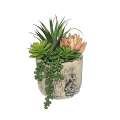 Hisow succulents plants for sale  Delivered anywhere in USA 