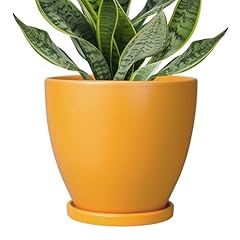 Epfamily inch plant for sale  Delivered anywhere in USA 