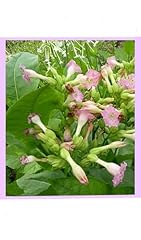 Nicotiana tabacum seeds for sale  Delivered anywhere in UK
