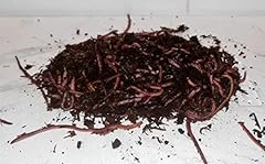 Wormi vermi composting for sale  Delivered anywhere in UK