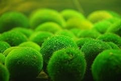 Boules mousse marimo d'occasion  Livré partout en Belgiqu