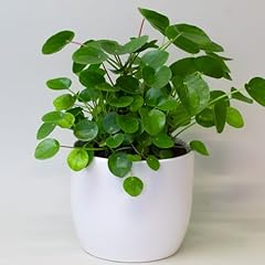 Chinese money plant for sale  Delivered anywhere in UK