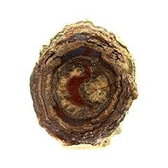 Lithophyse 81.5 carats d'occasion  Livré partout en Belgiqu