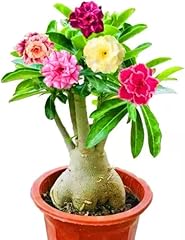 Desert rose bulbs for sale  Delivered anywhere in UK