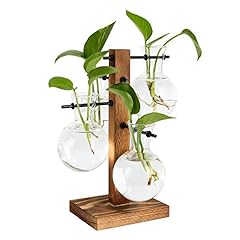 Pag plant terrariums for sale  Delivered anywhere in USA 