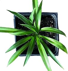 Spider plant green for sale  Delivered anywhere in USA 