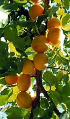 Manchurian apricot fruit for sale  Delivered anywhere in USA 