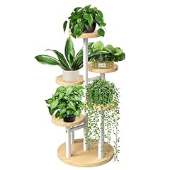 Geebobo tier plant for sale  Delivered anywhere in USA 