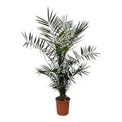 Trendyplants phoenix canariens d'occasion  Livré partout en France