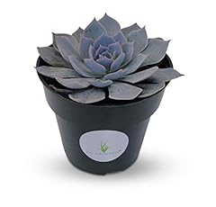 Blue echeveria peacockii for sale  Delivered anywhere in USA 