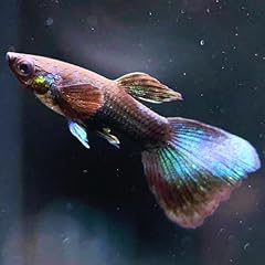 Black moscow guppies for sale  Delivered anywhere in USA 