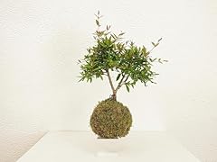 Kokedama melograno bonsai usato  Spedito ovunque in Italia 