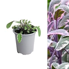 Carbeth plants sage for sale  Delivered anywhere in UK