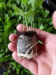 Sweet pea plants for sale  Delivered anywhere in UK