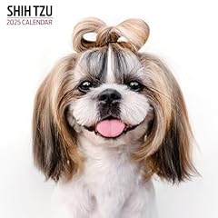 Shih tzu 2025 for sale  Delivered anywhere in UK