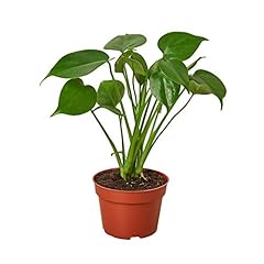 House plant shop for sale  Delivered anywhere in USA 