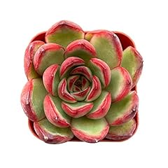 Sprout green echeveria for sale  Delivered anywhere in USA 