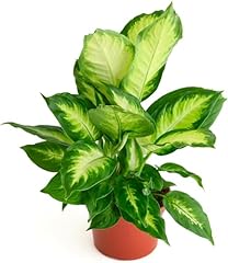 Shop succulents dieffenbachia for sale  Delivered anywhere in USA 