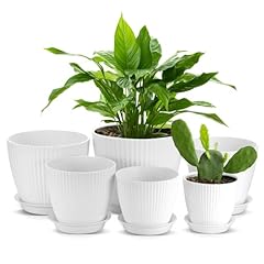 Zocipro lot pots d'occasion  Livré partout en France