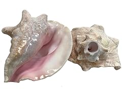 Large bahama conch for sale  Delivered anywhere in USA 