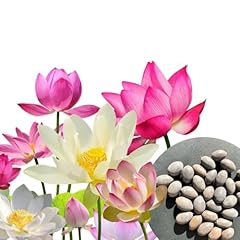 Stk premium lotus gebraucht kaufen  Wird an jeden Ort in Deutschland