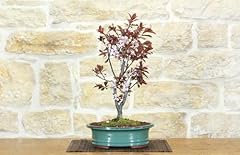 Bonsai prunus pissardii usato  Spedito ovunque in Italia 