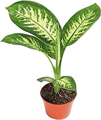 Dieffenbachia compacta pot for sale  Delivered anywhere in USA 