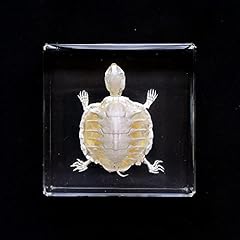 Real turtle skeleton for sale  Delivered anywhere in USA 