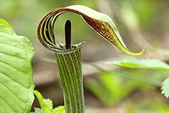 Arisaema triphyllum shrub for sale  Delivered anywhere in USA 