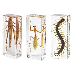 Stück taxidermie bug gebraucht kaufen  Wird an jeden Ort in Deutschland