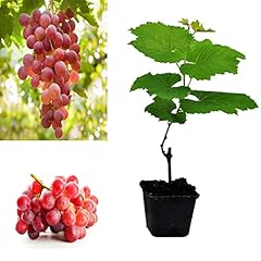 Grape plant queen for sale  Delivered anywhere in UK