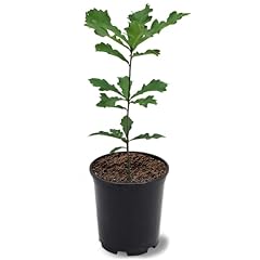 Generic swamp white for sale  Delivered anywhere in USA 