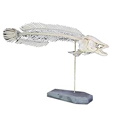 Psvod fish skeleton for sale  Delivered anywhere in Ireland