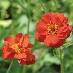 Top balls geum for sale  Delivered anywhere in UK