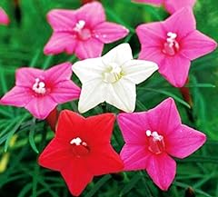 Nika seeds flowers for sale  Delivered anywhere in USA 