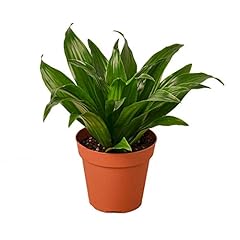House plant shop for sale  Delivered anywhere in USA 