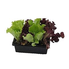 Salatjungpflanzen salatjungpfl gebraucht kaufen  Wird an jeden Ort in Deutschland