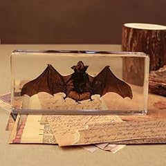 Lepibat gems taxidermy for sale  Delivered anywhere in USA 