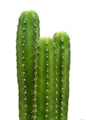 Generic semi cactus usato  Spedito ovunque in Italia 