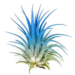 Ionantha guatemala tillandsia for sale  Delivered anywhere in USA 