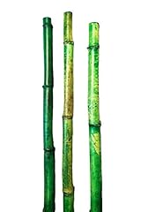 Natural thick bamboo for sale  Delivered anywhere in USA 