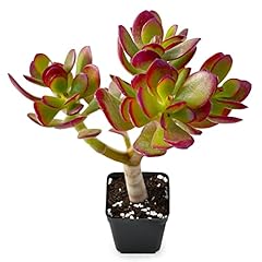 Sprout green dwarf for sale  Delivered anywhere in USA 