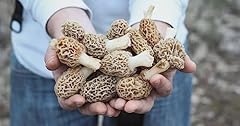 Morel mushroom grow for sale  Delivered anywhere in USA 