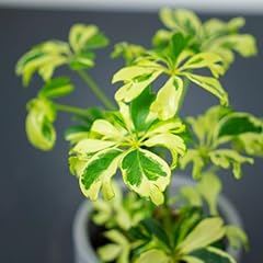 Carbeth plants indoor for sale  Delivered anywhere in UK